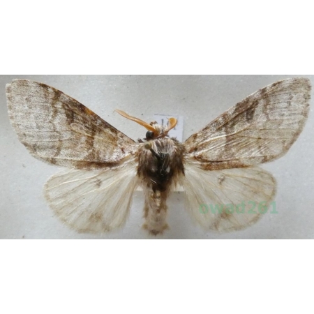 Calliteara pudibunda (Linnaeus, 1758) male Szczotecznica szarawka Czech16l
